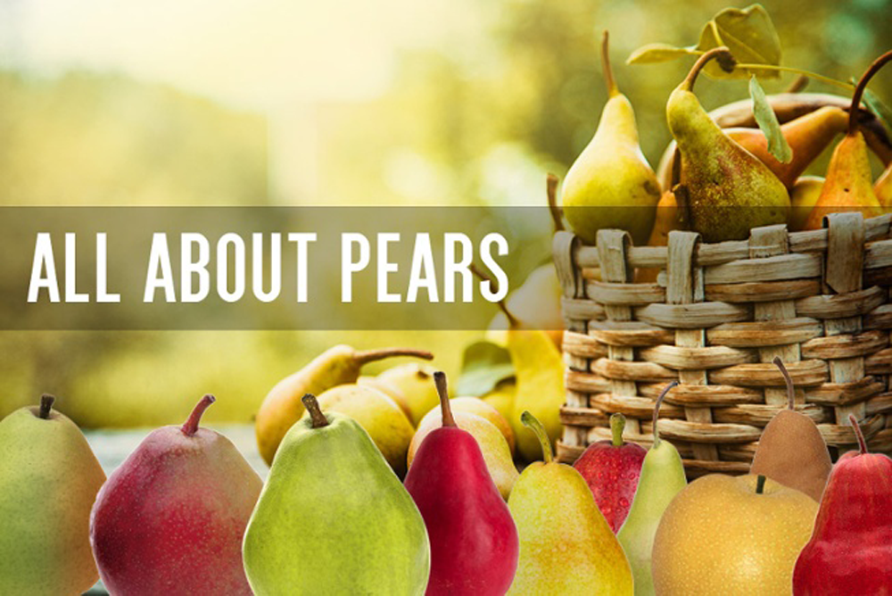 All about pears