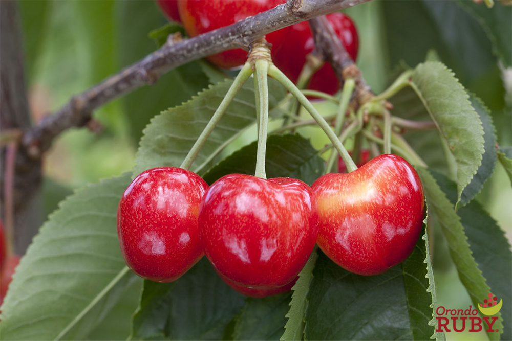 Orondo Ruby cherries